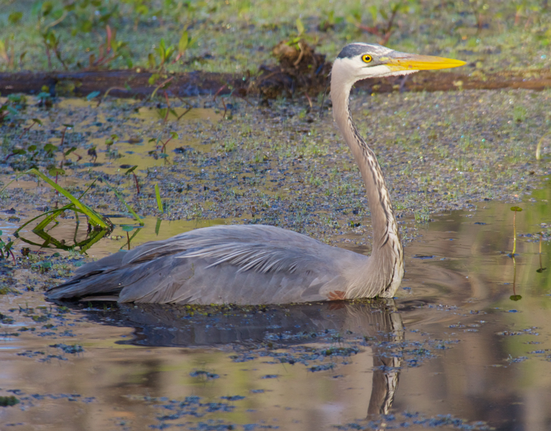 Great Blue Heron