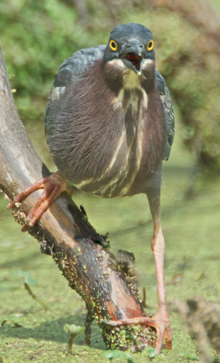 Green Heron