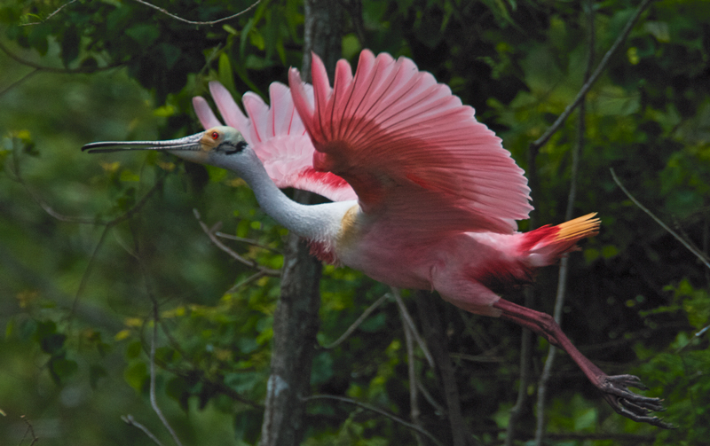 Roseate Spoonbill