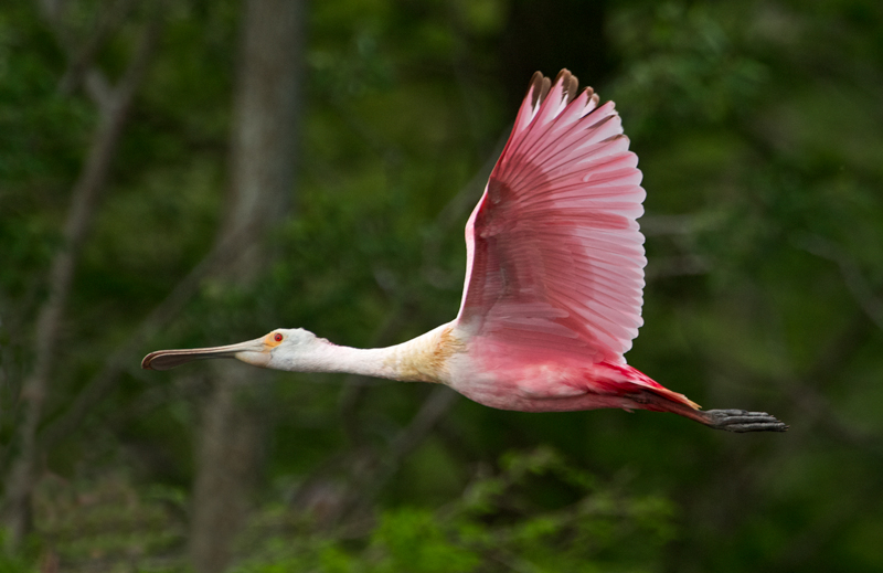 Roseate Spoonbill
