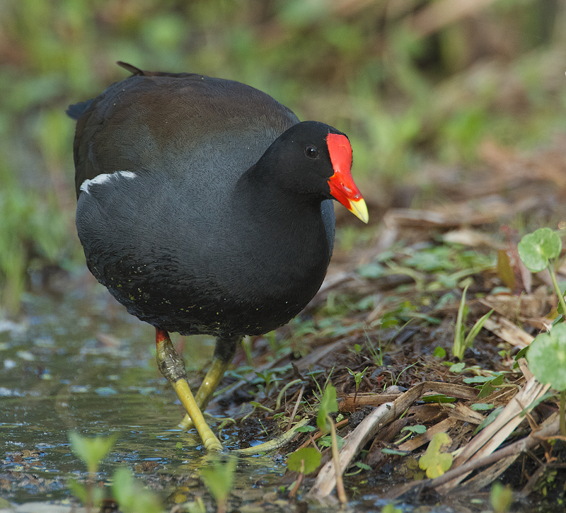 Moor Hen