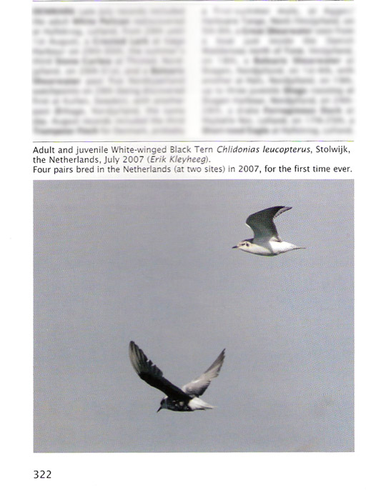 Birding World august 2007