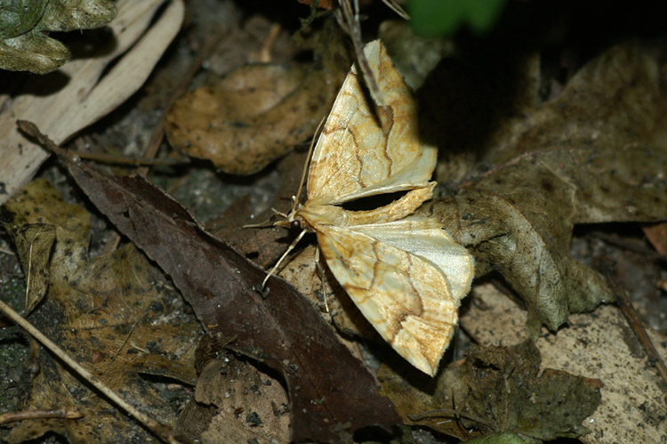 Eulithis mellinata