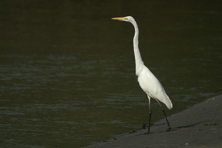 Great Egret