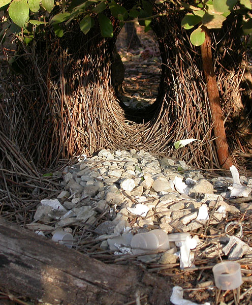 Great Bowerbird