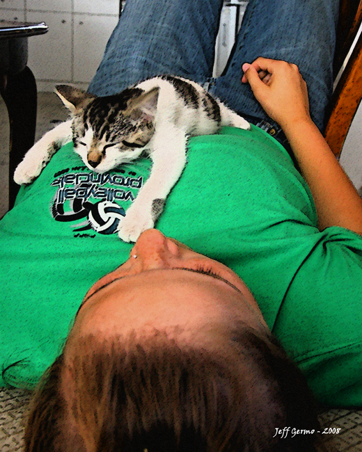 lazy-cat.jpg