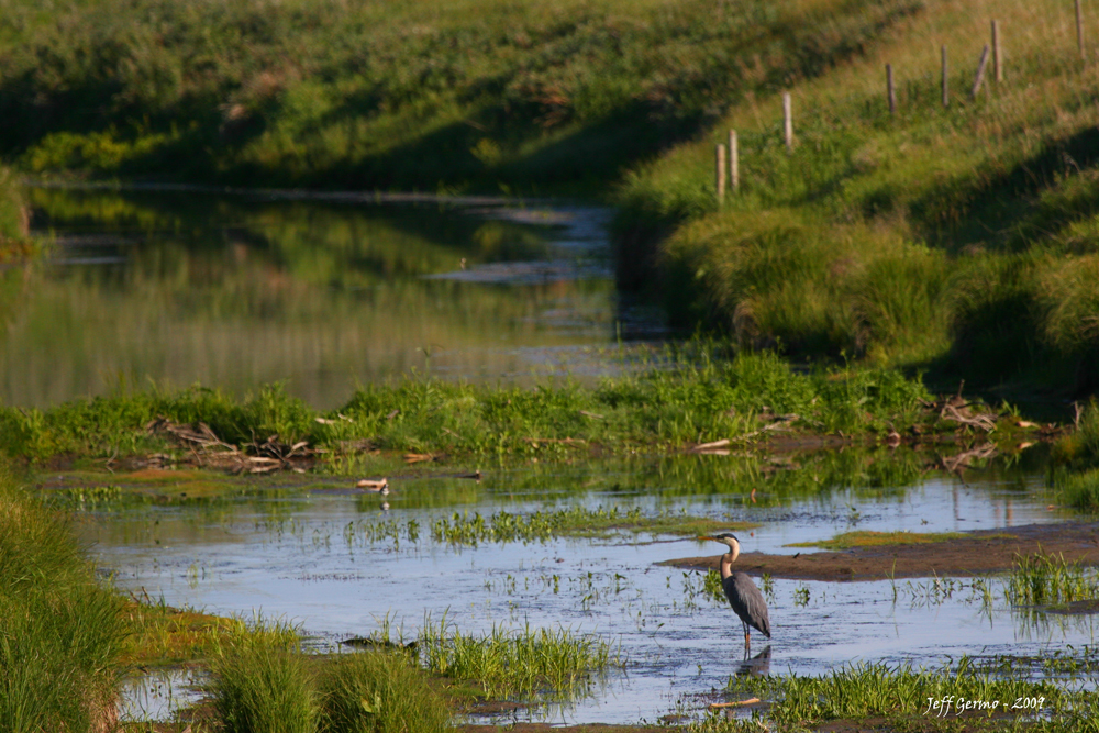 heron-linden.jpg