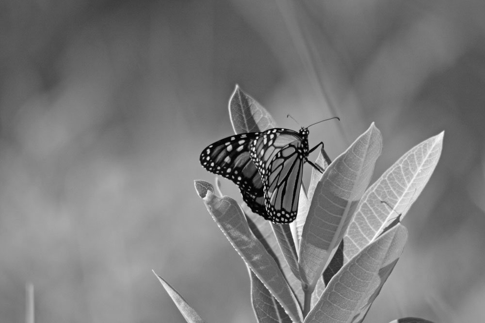 Monarch in B&W.. 08/07