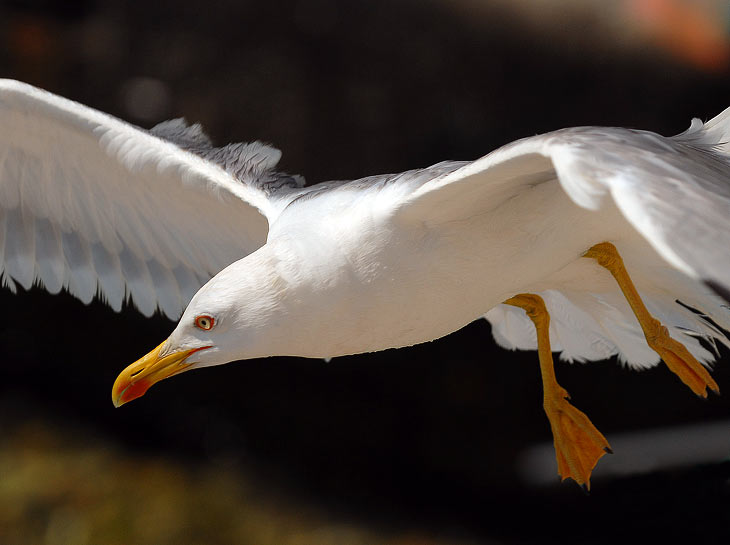 Larus michahellis - Rumenonogi galeb - Yellow legged gull