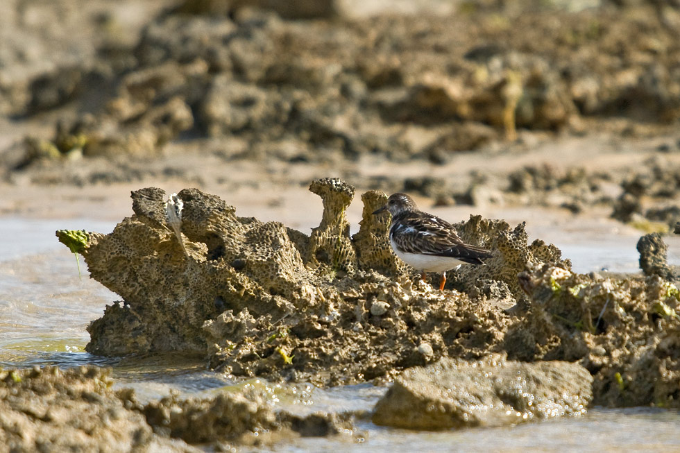 Arenaria interpres - Kamenjar - Turnstone