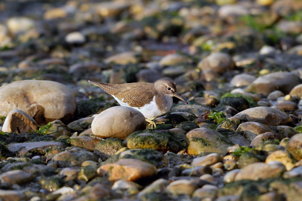 Actitis hypoleucos _ Mali martinec - Common sandpiper