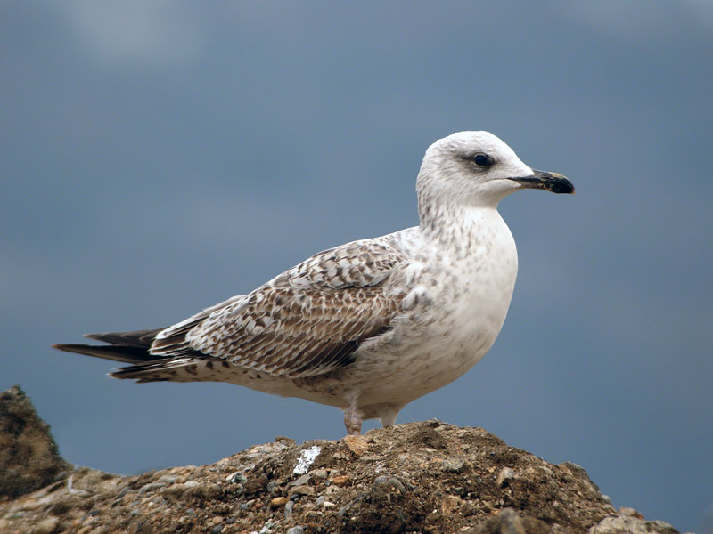 Larus michahellis - Rumenonogi galeb - Yellow legged gull