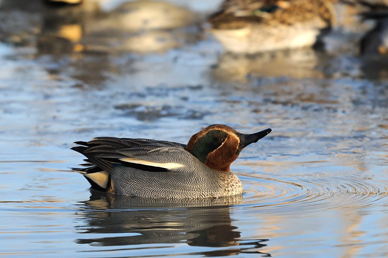 Anas crecca - Kreheljc - Eurasian teal