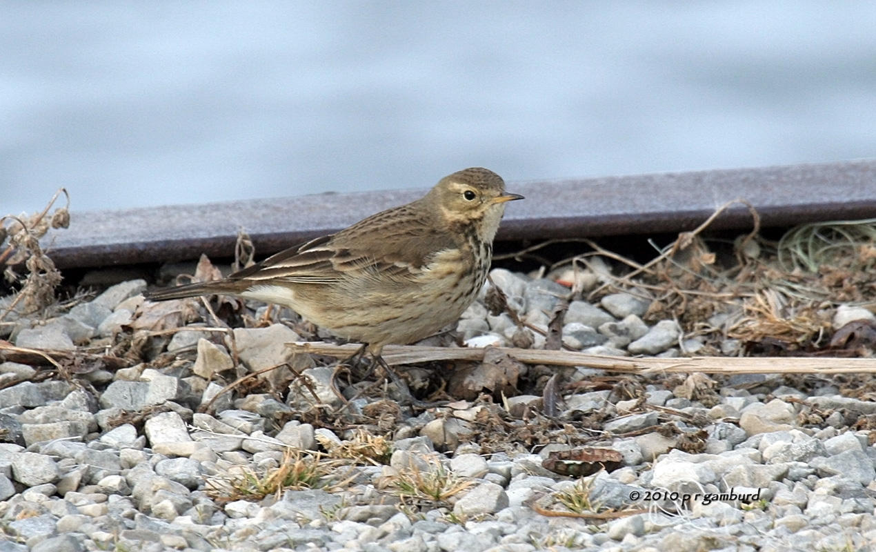 American Pipit IMG_9451.jpg