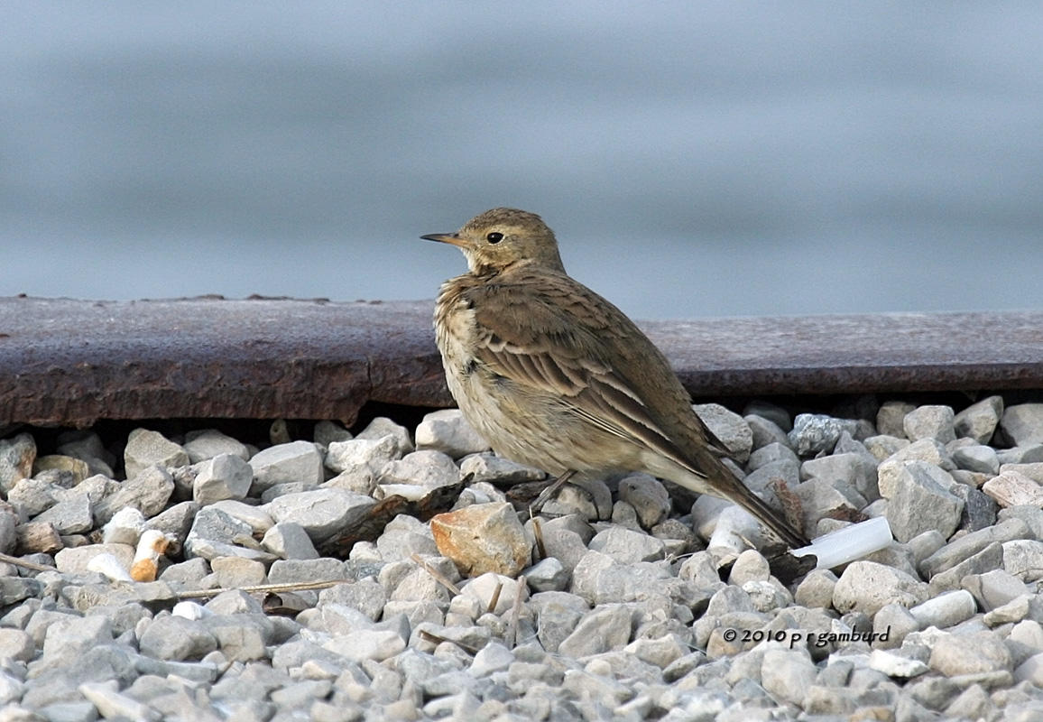 American Pipit IMG_9515.jpg