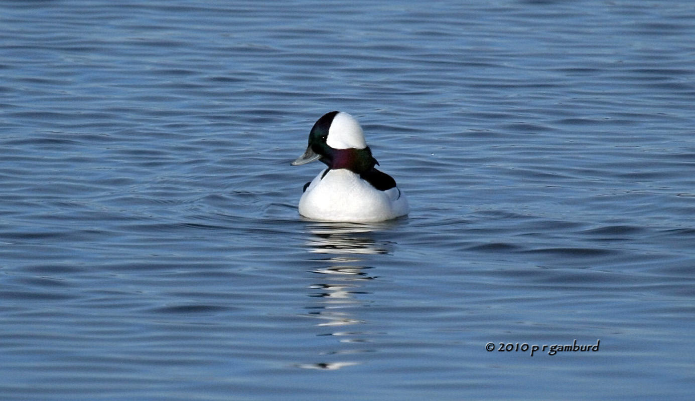 Bufflehead IMG_9248.jpg