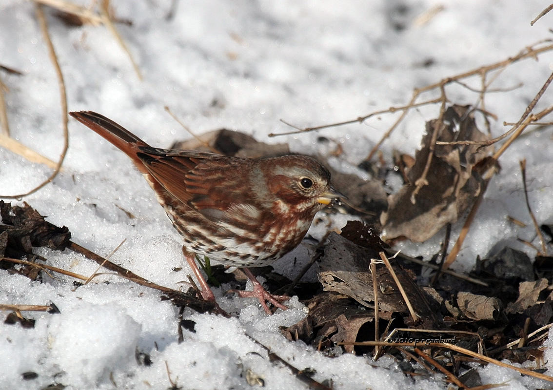 Fox Sparrow IMG_9998.jpg