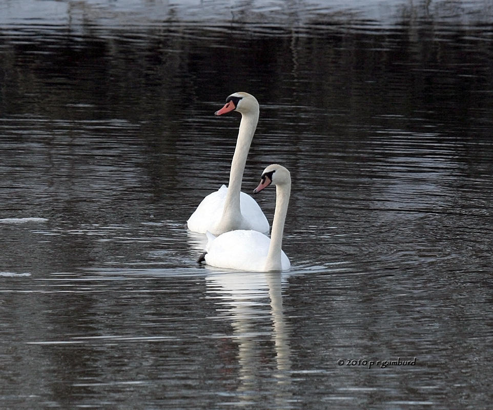 Mute Swans IMG_9354.jpg