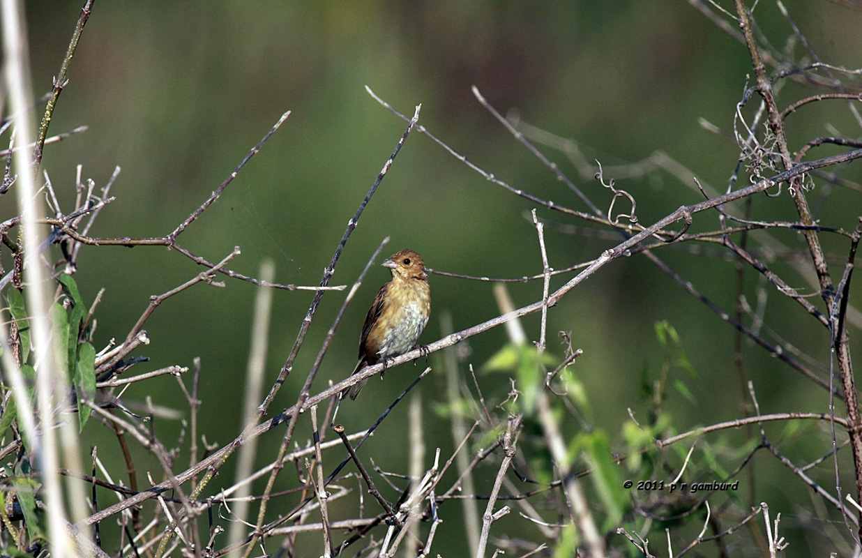 Indigo Bunting IMG_5011.jpg