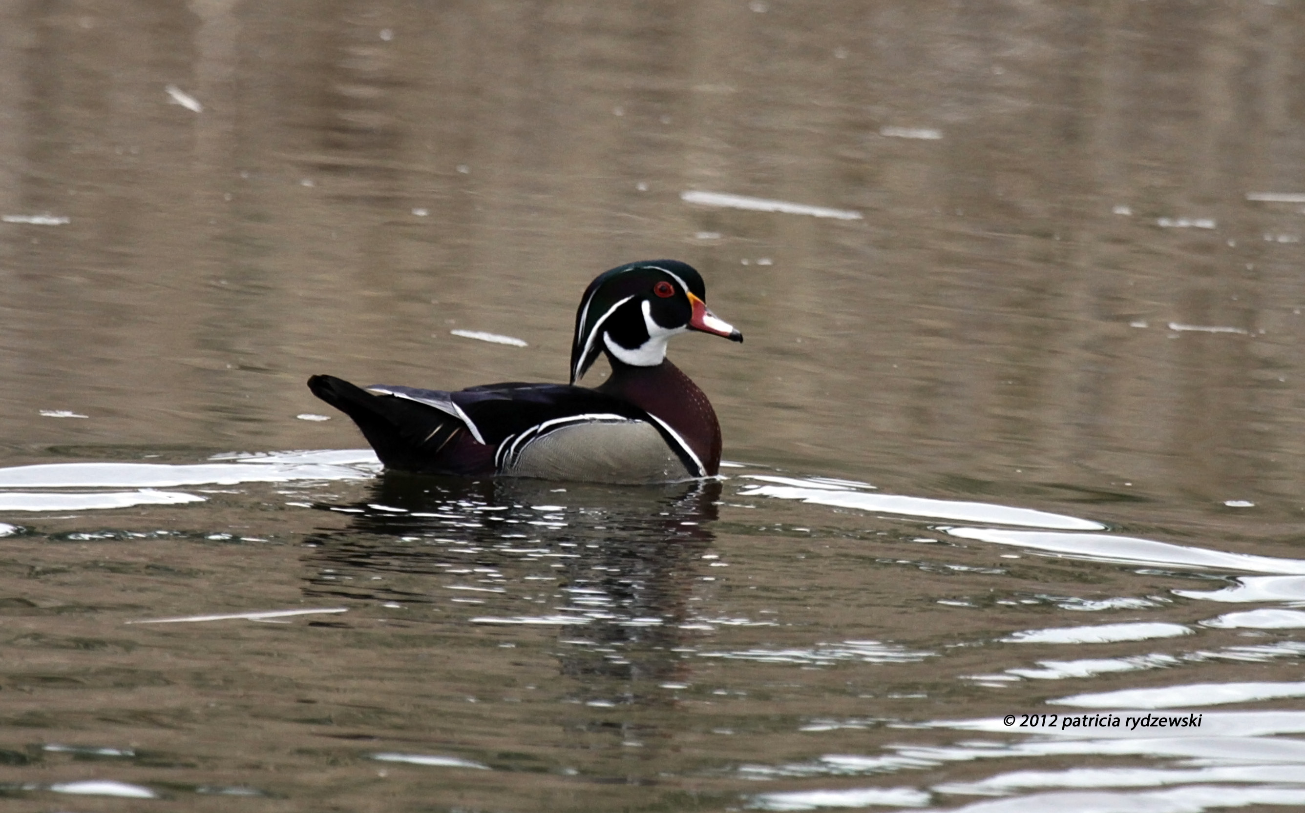 Wood Duck IMG_4035.jpg