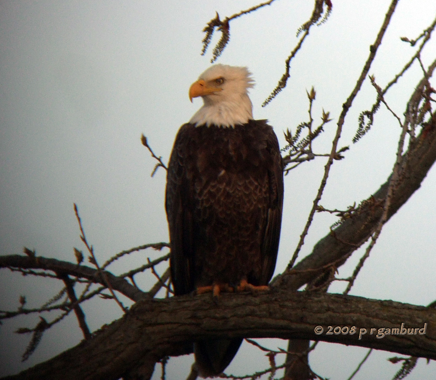 Bald Eagle DSCF3131c.jpg