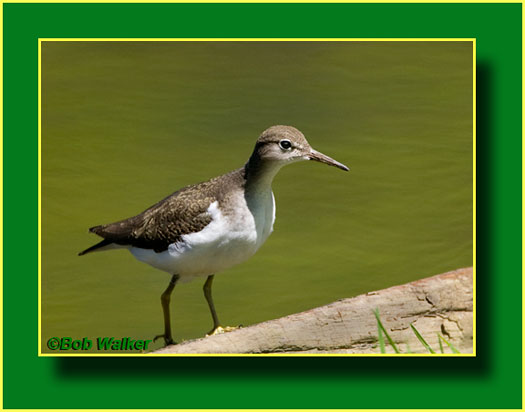 A Solitary Sandpiper