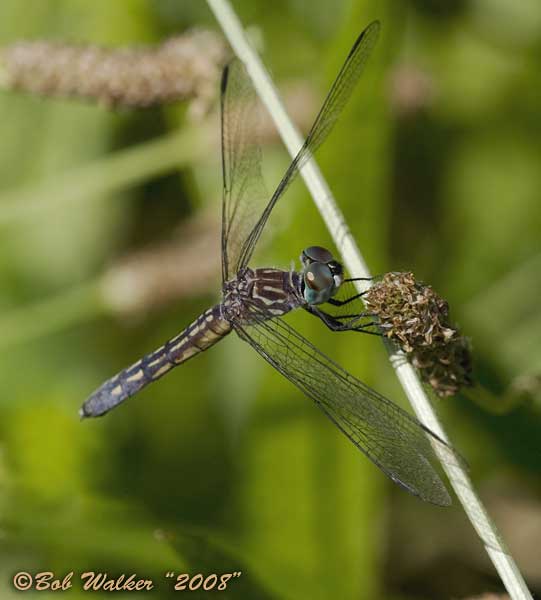 Blue Dasher