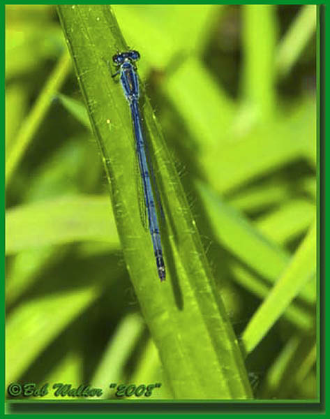 Northern Bluet