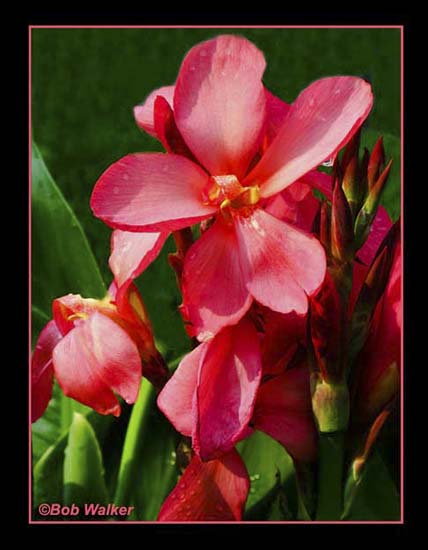 Red Flowers