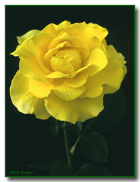 A Yellow Rose