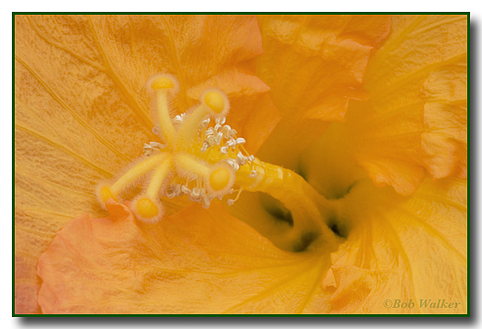 Hibiscus Chinese - Hawaiian