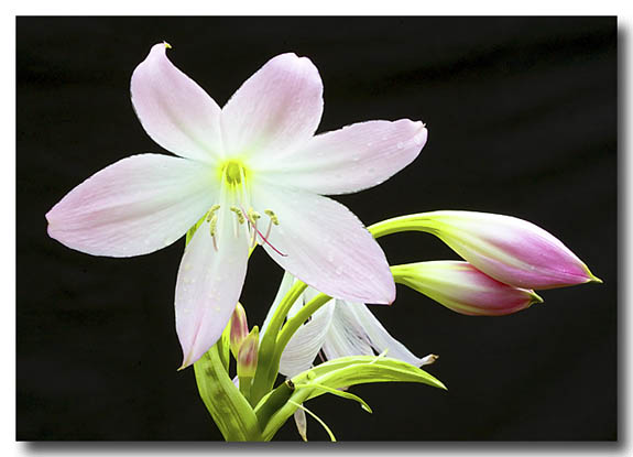 The Beauty of A Lily