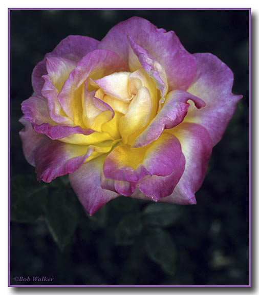 The Rose Next Door