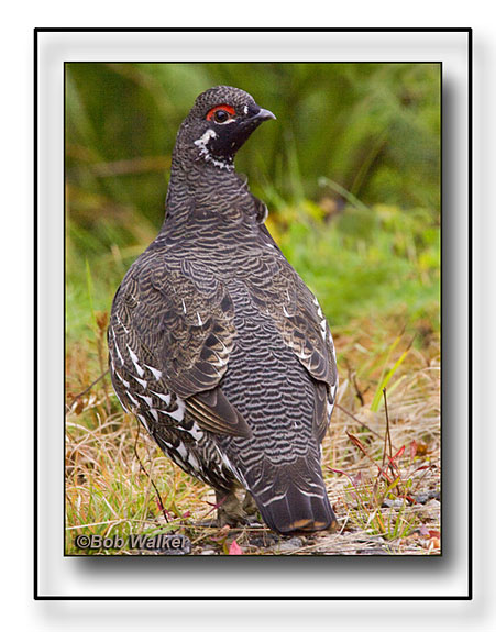 Canadian Male Spruce Grouse