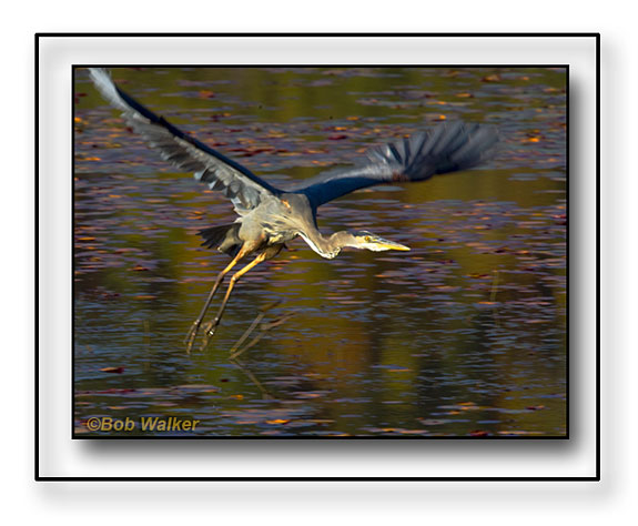Great Blue Heron Taking Flight