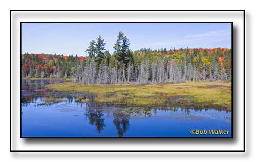 Wetlands And Bogs