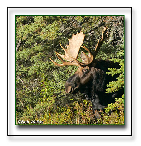 Bull Moose Posing