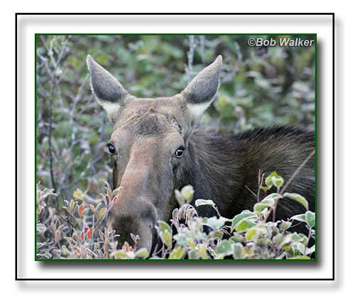 Opeongo Road Cow Moose Watching Me Close