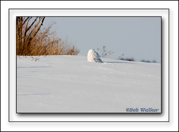On A Cold And Blustery Day The Snowy Owl Can Withstand Extremely Cold Temperatures