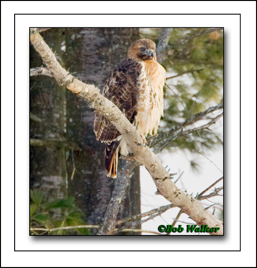 Red-tailed Hawk Survying Its Territory