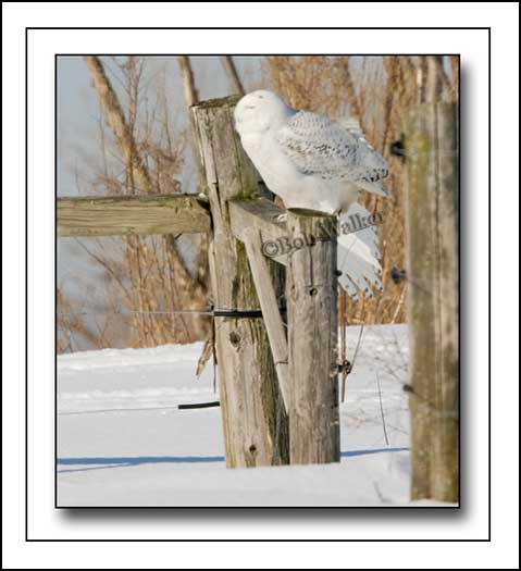 Its Getting A Little Warm On This Fence Post