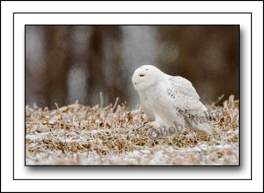 Snowy Owl Sneaking Up On A Potential Meal