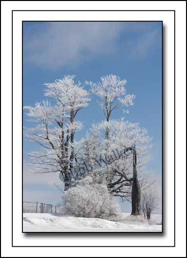 A Winter Scene With A Chilling Hoar Frost