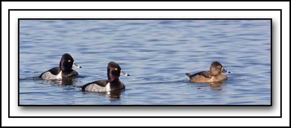 Ring-neck Ducks All In A Row