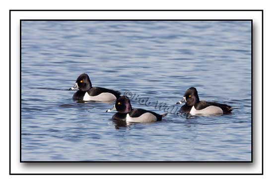 Ring-neck Drakes Hanging Out