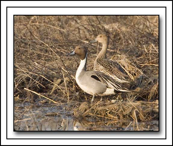 Pintails Male And Female