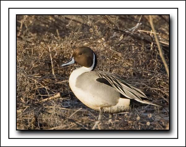 A Pintails Portrait