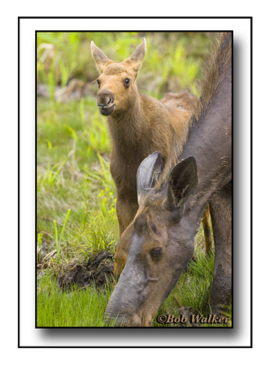 Calf And Cow Moose As Seen In Spring Of 2009