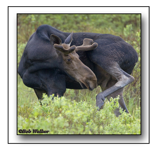 A Bull Moose Has To Do What A Bull Moose Has To Do