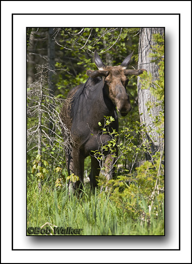 The Bull Moose Tentatively Observes  From The Forest Edge